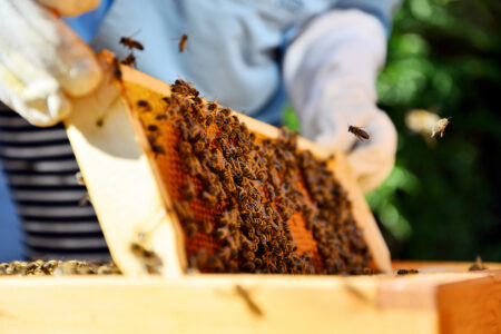 How To Measure Moisture Content When Harvesting Honey Image